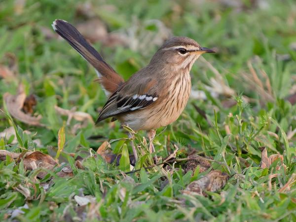 <h3><a href="/trips/safari/biota/animalia/chordata/aves/040 passeriformes/108 muscicapidae/erythropygia leucophrys/erythropygia leucophrys-en.html">Erythropygia&nbsp;leucophrys</a> / White‑browed&nbsp;scrub&nbsp;robin / Witbrauwwaaierstaart</h3>OM-1 Mark II with OLYMPUS M.150-400mm F4.5, 1/2000 sec at F4.5, ISO 10000, distance 8.64&nbsp;m